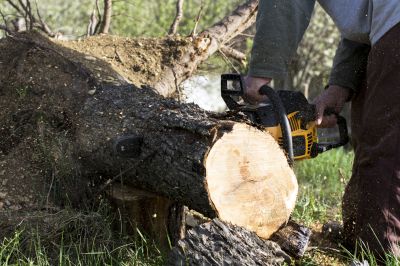 Specialized Tree Removal Services