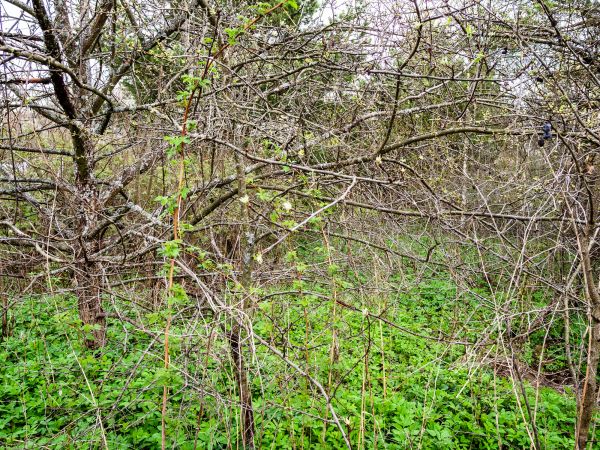 Cost of Underbrush Clearing in Boerne