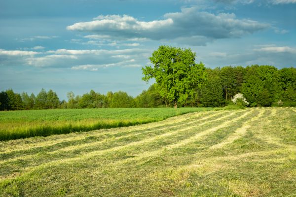 Cost of Vegetation Removal in Boerne