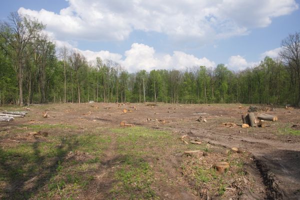 Cost of Pasture Clearing in Boerne