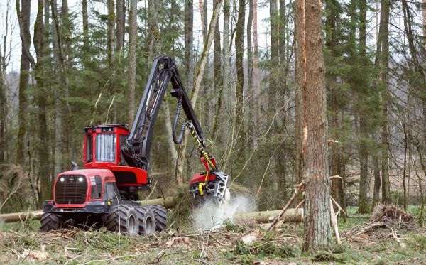 Cost of Forest Clearance Service in Boerne