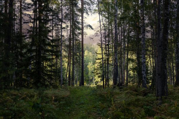 Cost of Pine Tree Clearing in Boerne