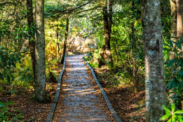 Cost of Trail Clearing in Boerne